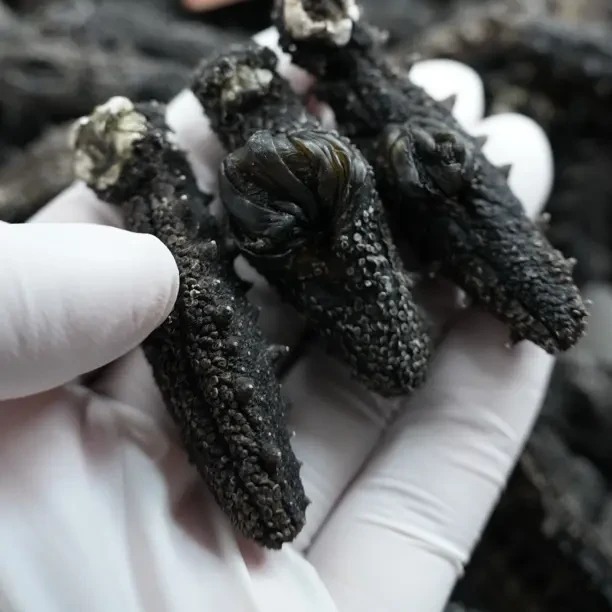 韩深海野生高品质淡干刺参滋补营养丰富适用孕妈老人孩子