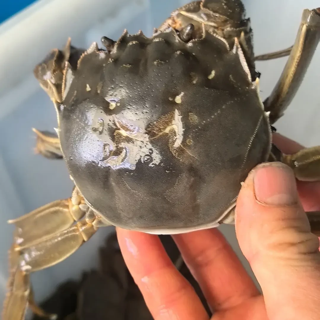 鲜活大闸蟹公母搭配公2.5-3.5两母2-3两共10只顺丰包邮