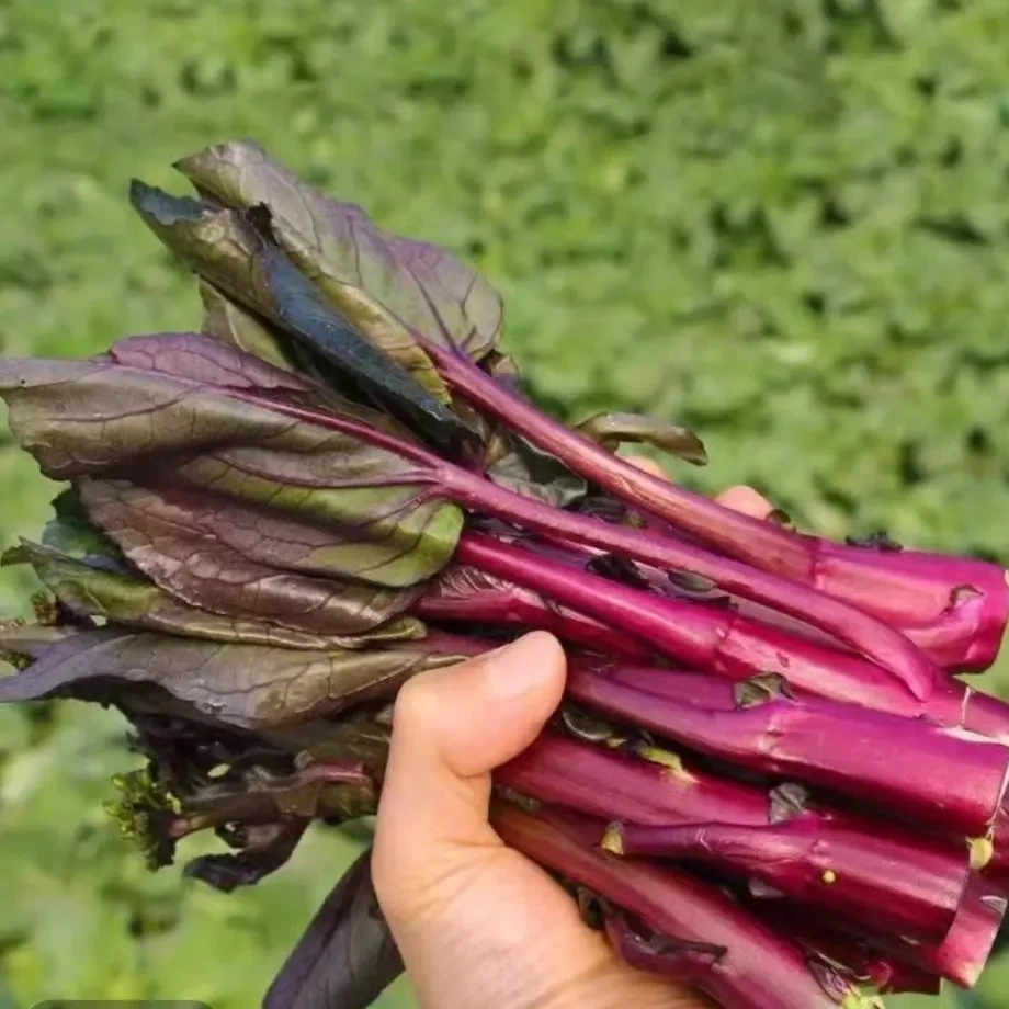 湖北红菜苔农家自种露天现摘新鲜紫菜苔红菜薹时令蔬菜打霜红菜苔