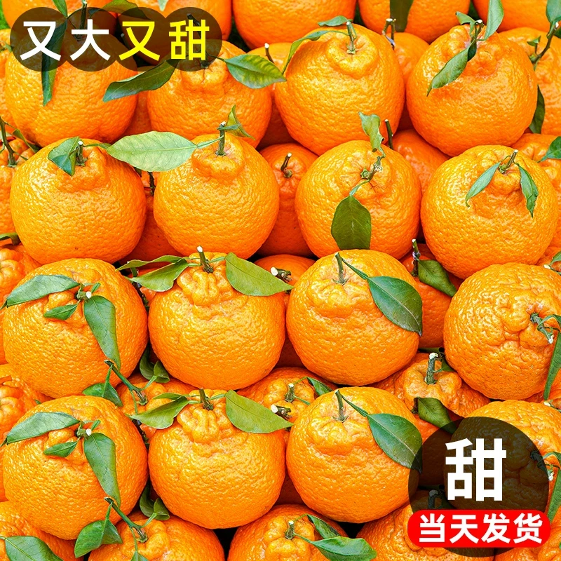 四川不知火丑橘新鲜10斤整箱水果当季粑粑丑八怪柑橘耙耙桔子