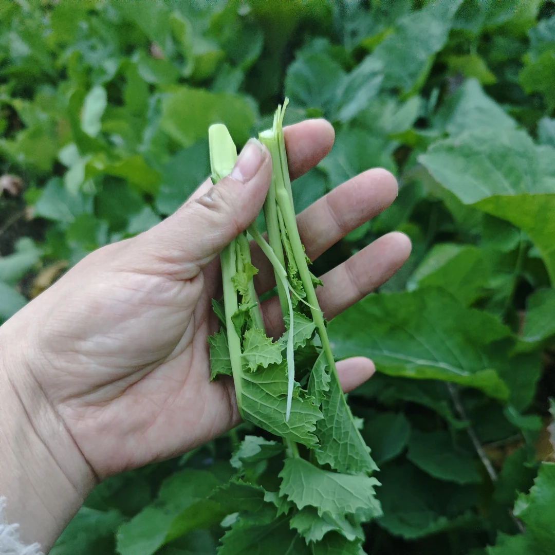 新鲜油菜菜苔现摘现发冬季火锅配菜当季蔬菜清炒农家肥蔬菜顺丰