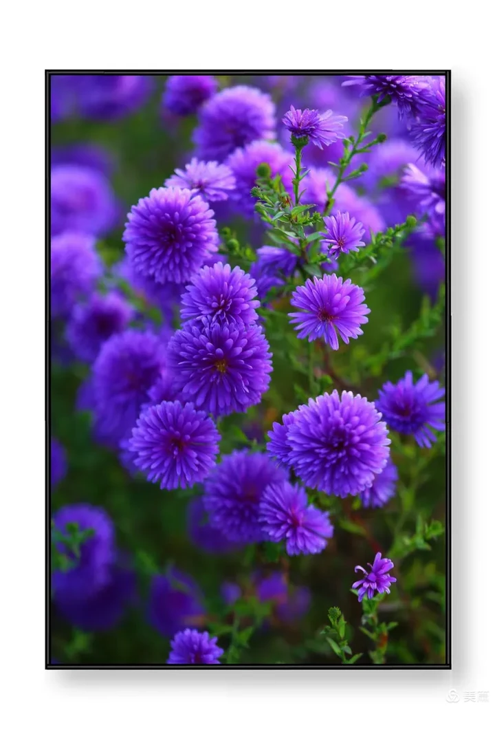 重瓣紫菀盆栽耐热耐寒多年生四季开花好养庭院阳台绿植花卉