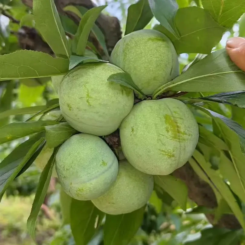 汶川高山青脆李香甜爆汁当季新鲜水果现摘现发