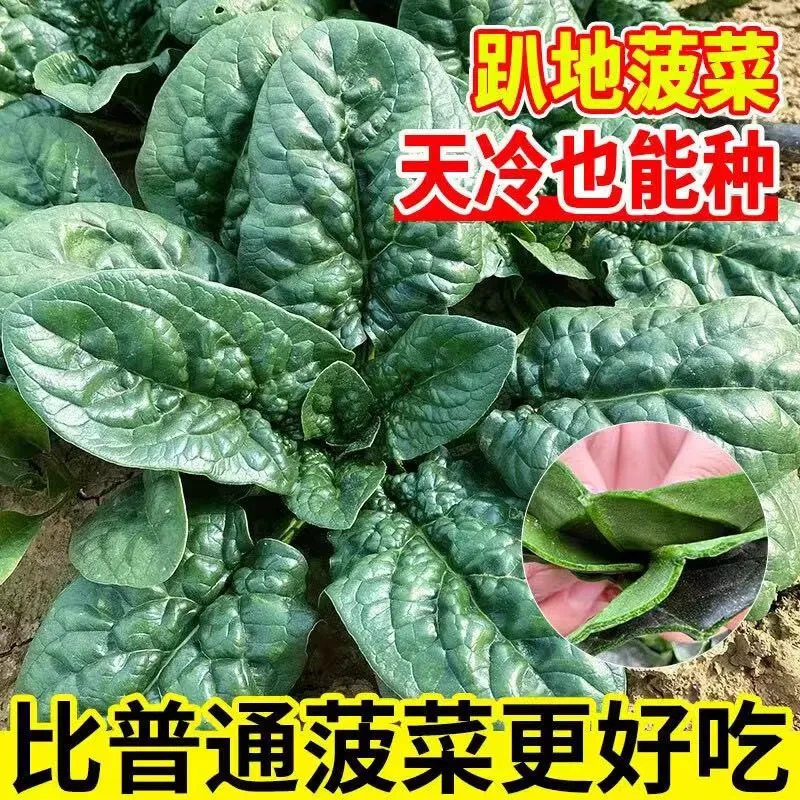 趴地菠菜韭菜种子四季阳台花盆可种春夏季耐热耐寒菠菜小青菜种籽