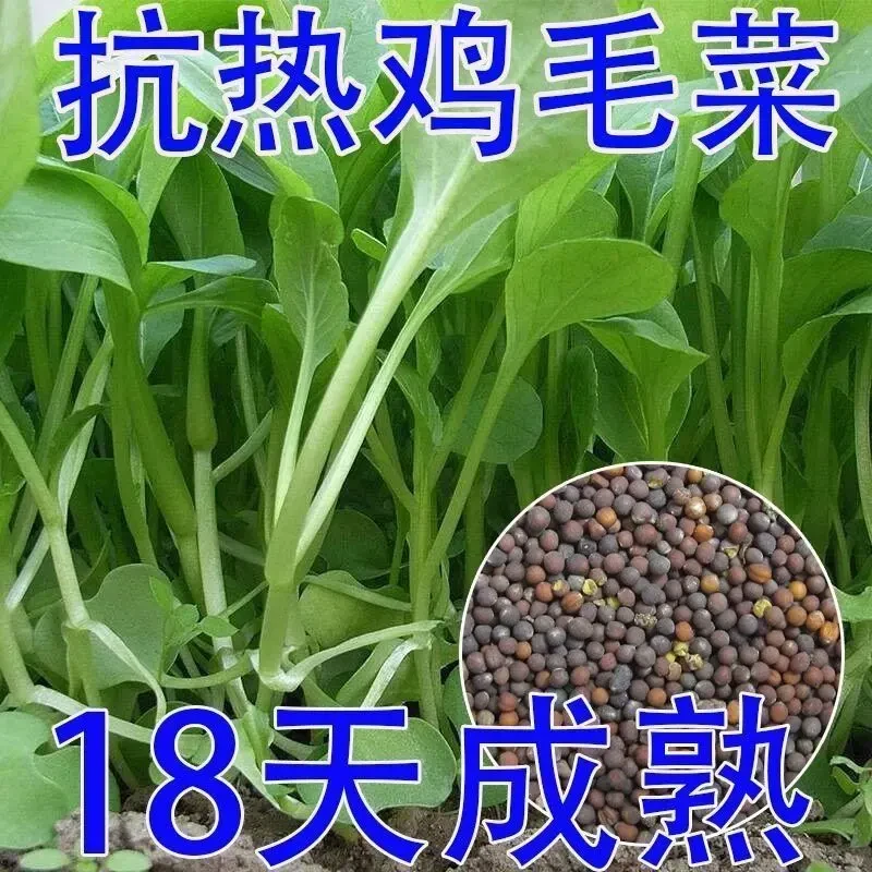 全新鸡毛菜种子四季播种抗热耐寒蔬菜种子小白菜籽有机小青菜籽