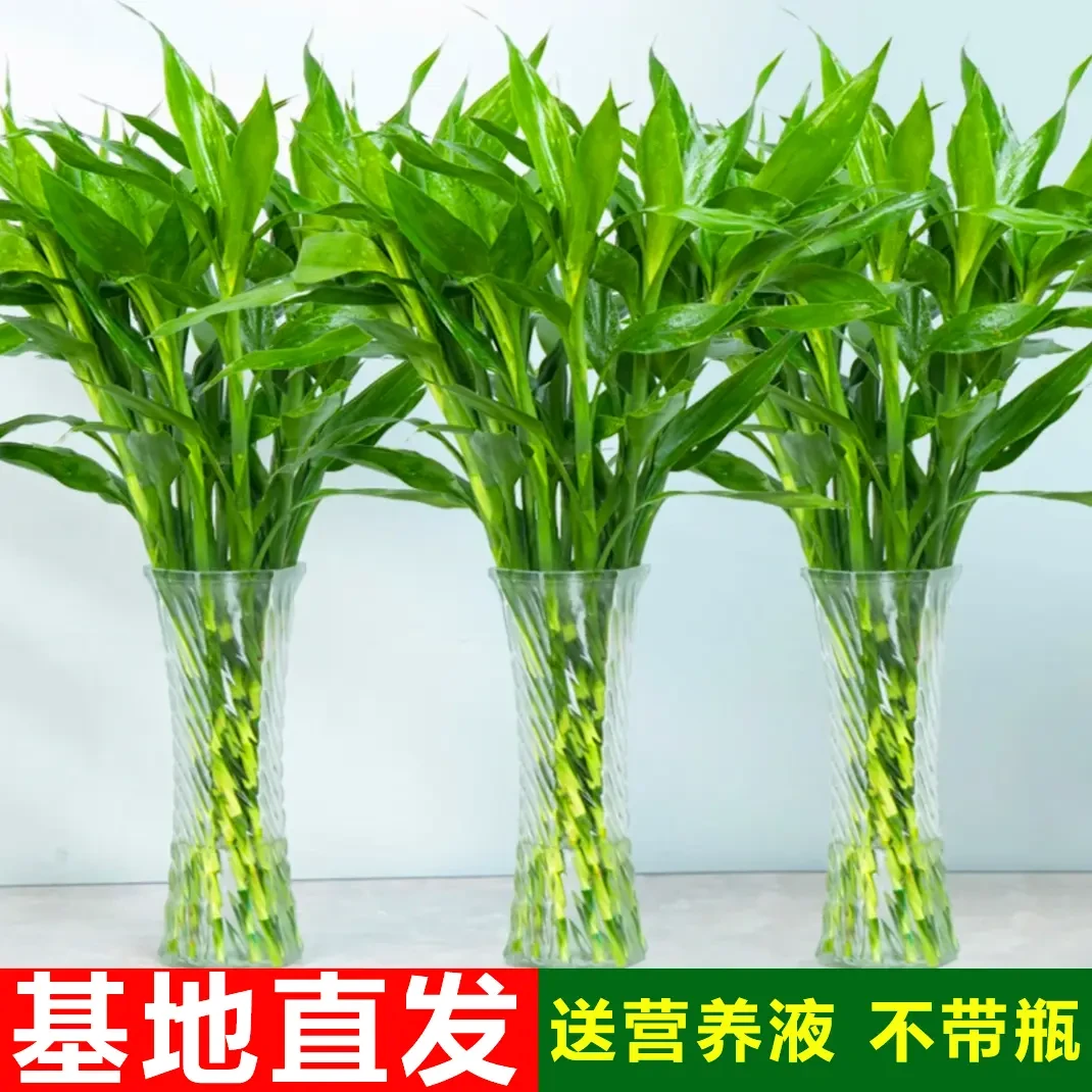 富贵竹水培植物中竹办公室居家水养客厅花卉绿植花水养节节高养活