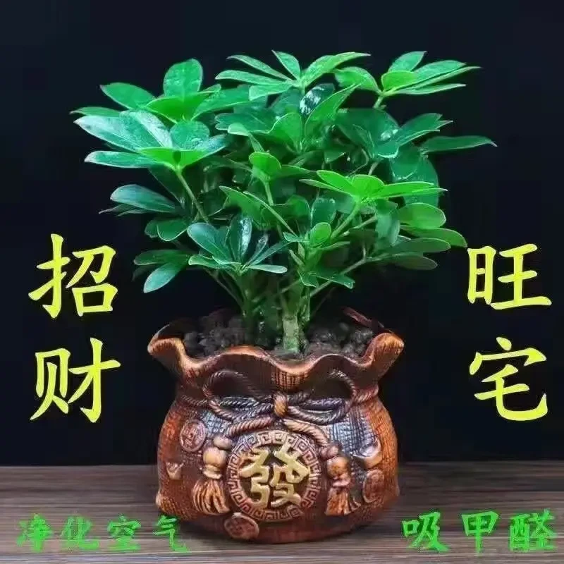 八方来财盆栽鸭木七叶莲室内花卉绿植四季常青净化空气招财植物