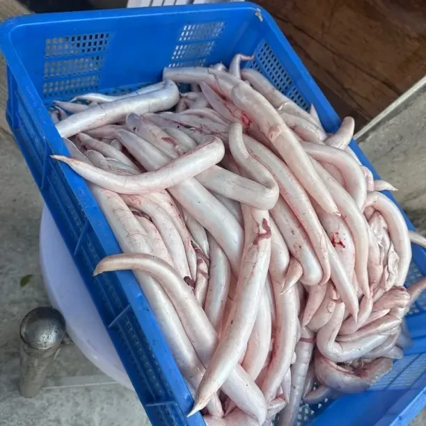 新鲜鳗鱼胶广东汕头海门鱼港现称现卖