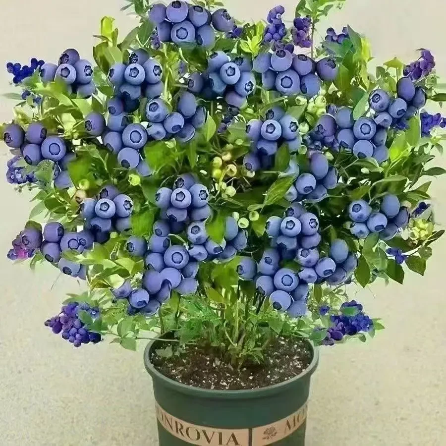 01【当年结果】蓝莓果树苗盆栽适合南北方种植阳台庭院