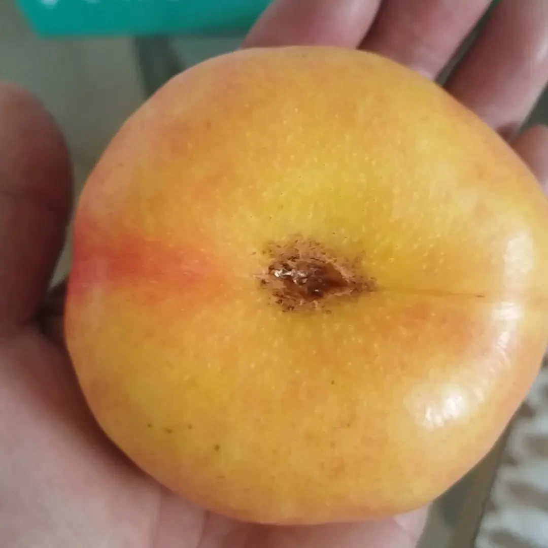 平谷本地黄油蟠桃单果150克至220克硬吃甘甜软吃爆汁每盒净重3斤顺丰配送新鲜应季水果桃子同城送北京市