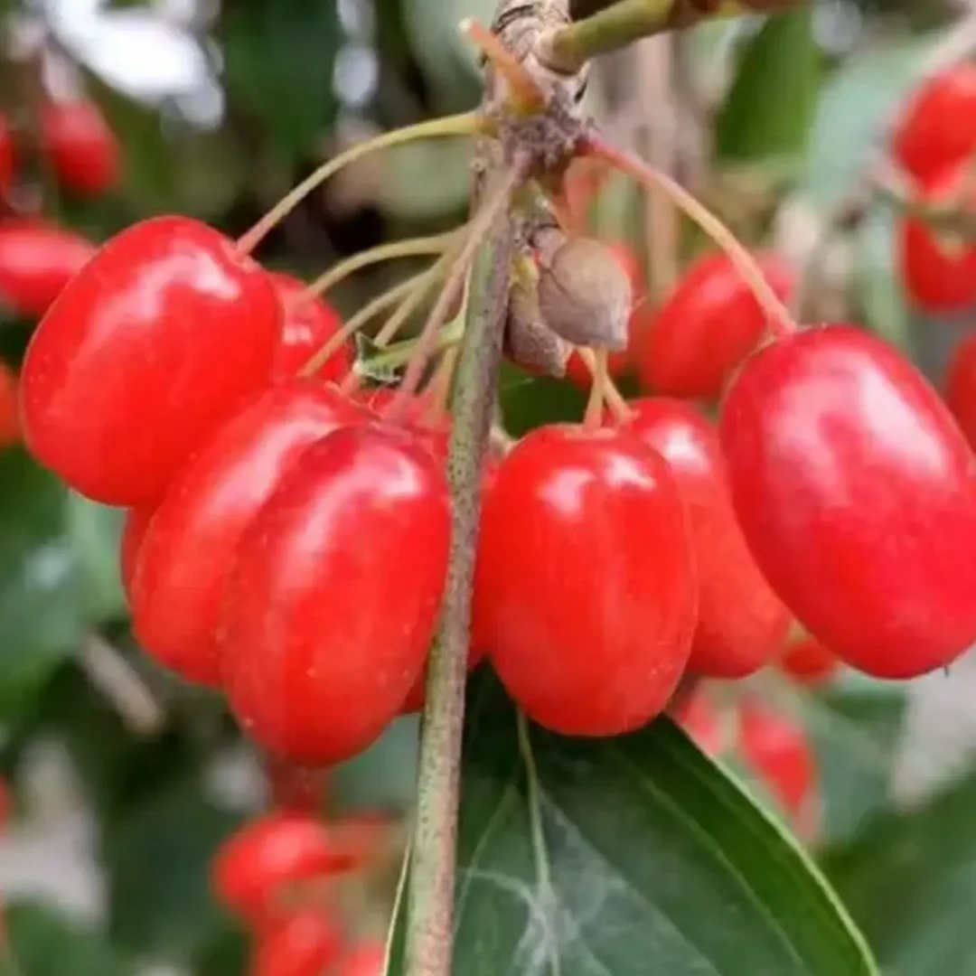 淳安高山农家山茱萸干货，产地直发