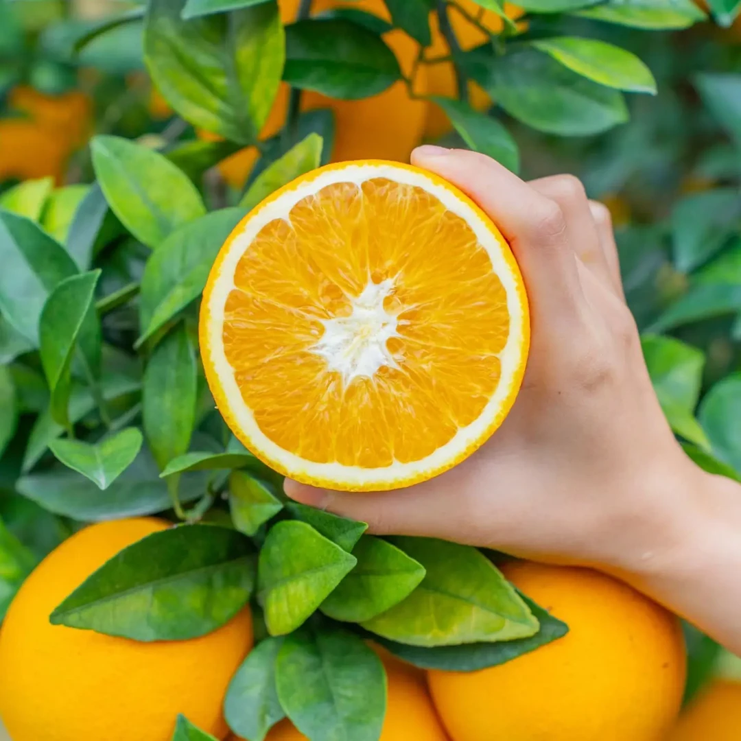 【小林优选】福清镜洋脐橙新鲜采摘产地直发酸甜可口皮薄多汁
