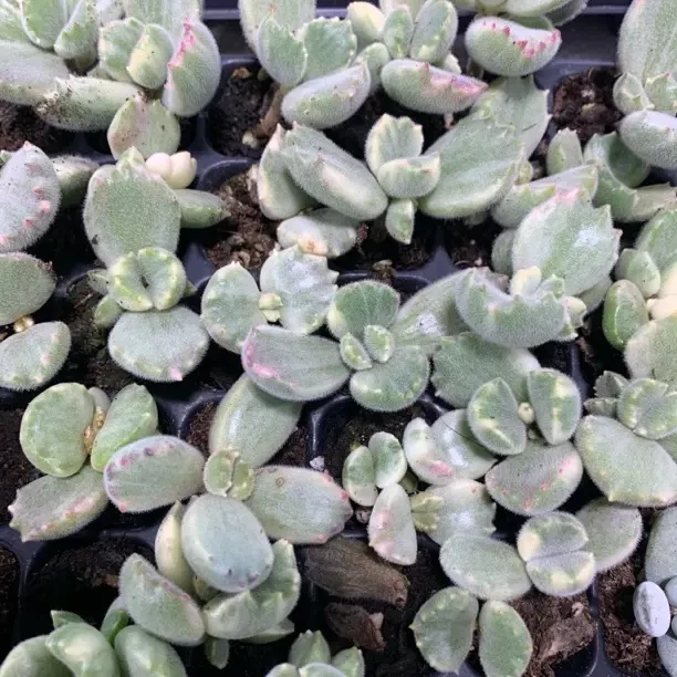 黄体熊童子 满10颗包邮 多肉植物盆口适合阳台室内