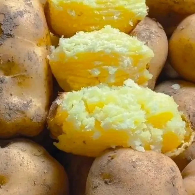 云南昭通高山沙地新鲜现挖黄皮黄心土豆软糯粉面可蒸煮炒炖