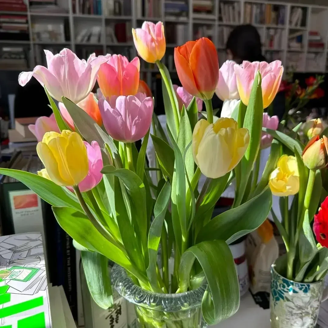 荷兰郁金香种球室内外土培花卉水培盆栽带花秋冬季花种子易种