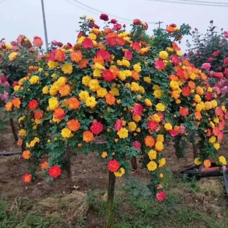 庭院阳台棒棒糖树桩月季花卉室内四季开花盆栽