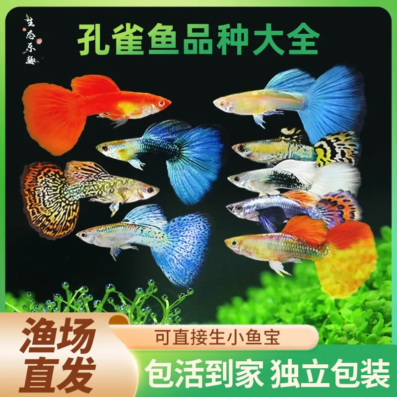 精品纯种观赏鱼小型淡水好养热带鱼活体清道夫斑马金鱼小鱼鱼苗