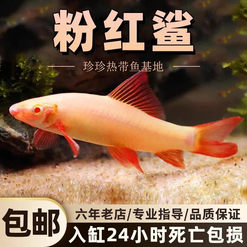 粉红鲨清洁鼠鱼彩虹鲨红尾黑鲨清道夫鱼缸草缸除藻淡水好养工具鱼