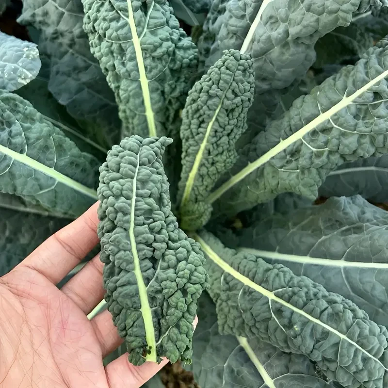 【皱叶菜种子】蔬菜种子家庭小院四季种植