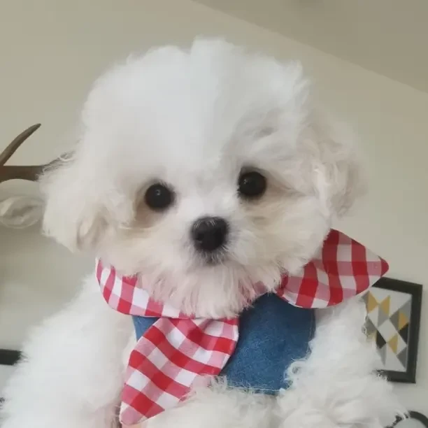 （退伍糖糖的韩系比熊专属）比熊 泰迪熊活体狗狗通用链接