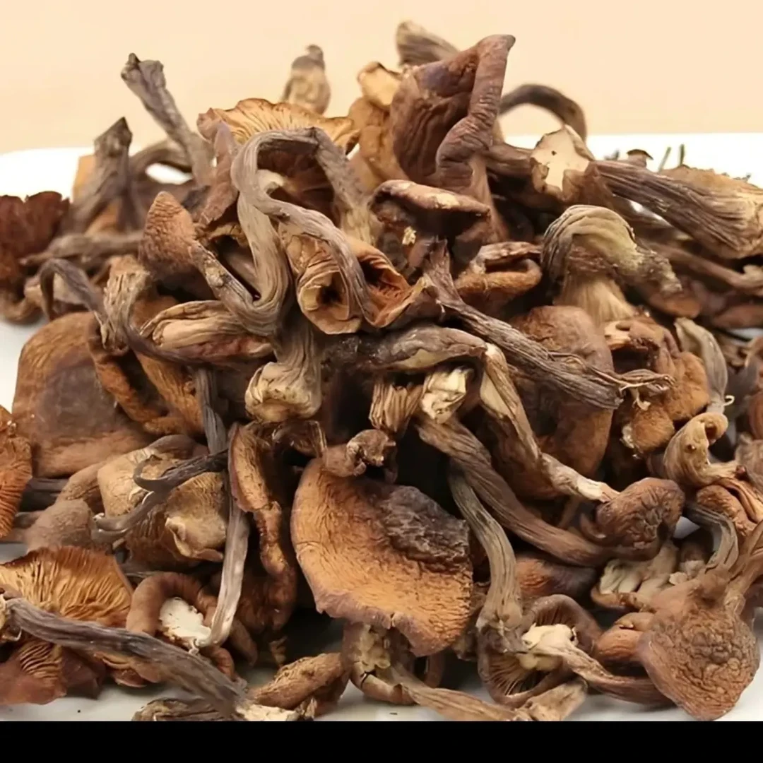 【雪乡优选】25年新货 自然晾晒 榛蘑干货 小鸡炖蘑菇野生榛蘑 无根