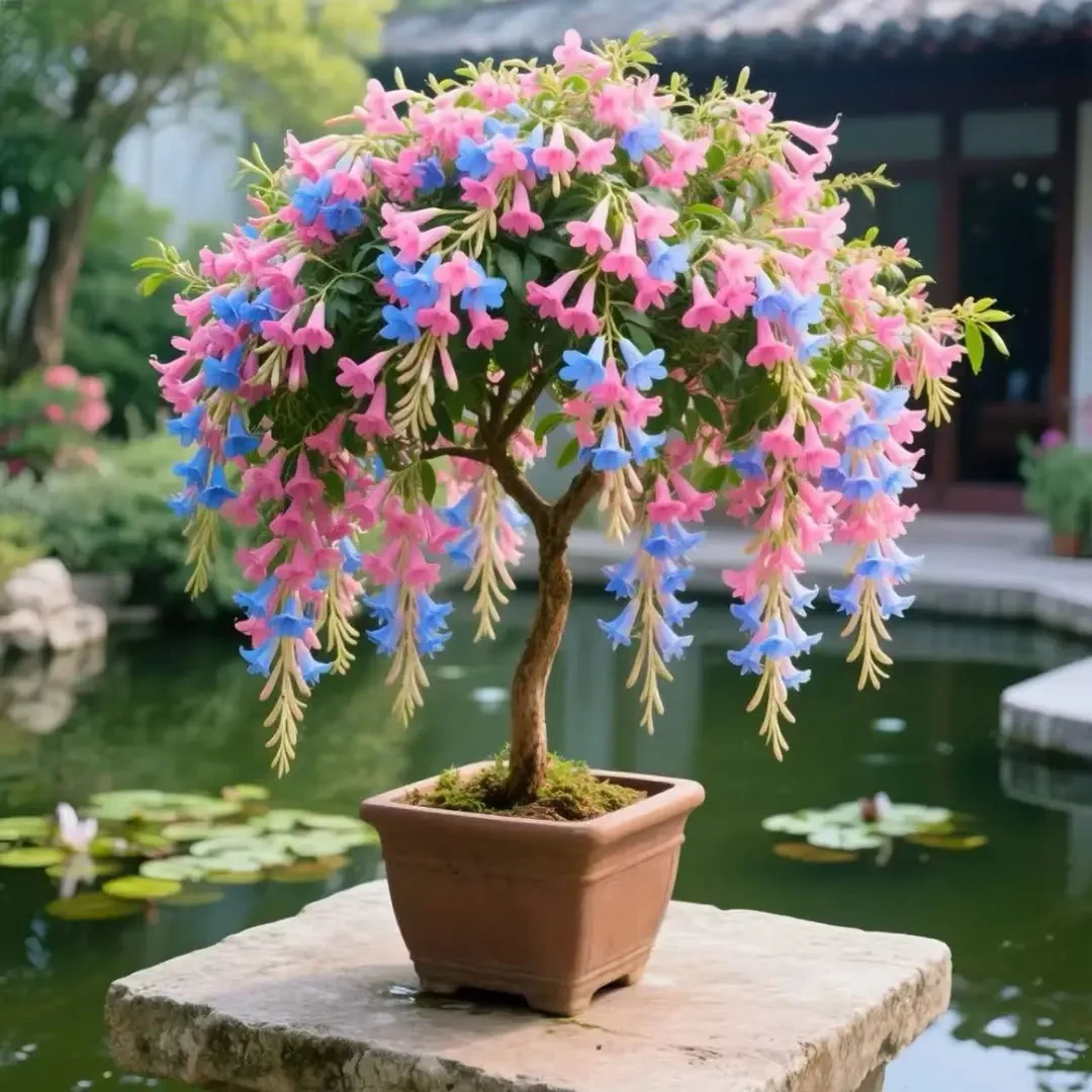 【四季开花】驱蚊驱虫浓香炮仗花树苗南北好种耐寒耐热懒人好养活