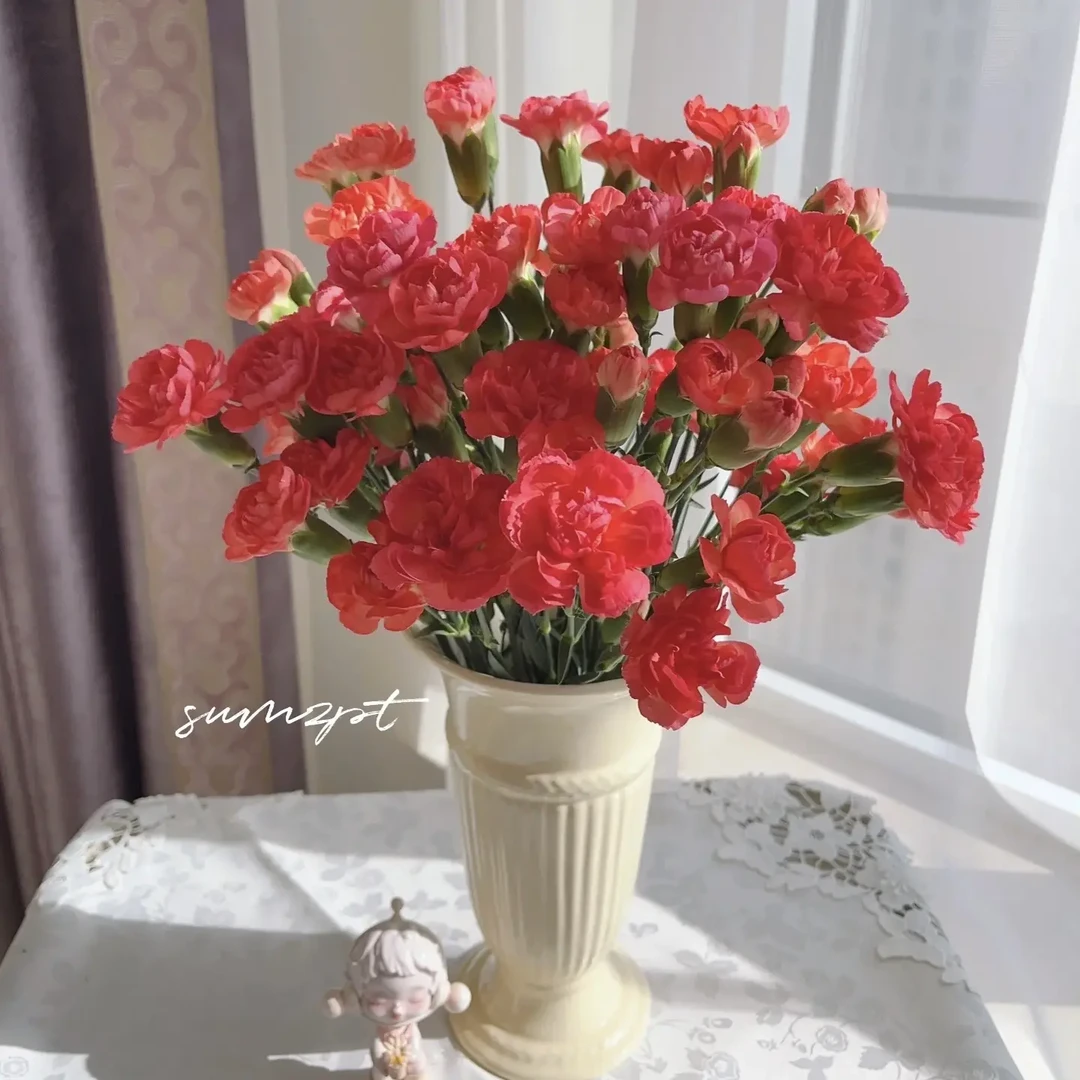 王小帅【夕阳】康乃馨盆栽阳台庭院花卉