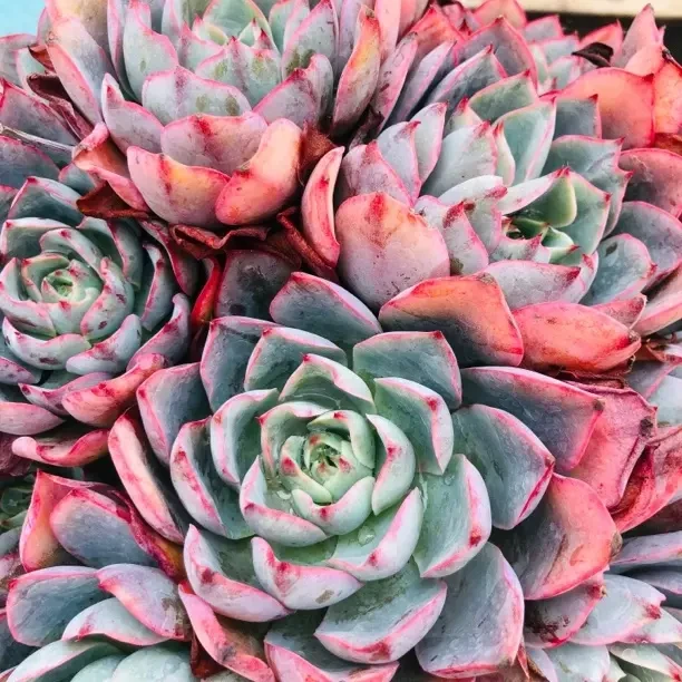 赫拉多肉植物带盆好养适合新手室内外养护