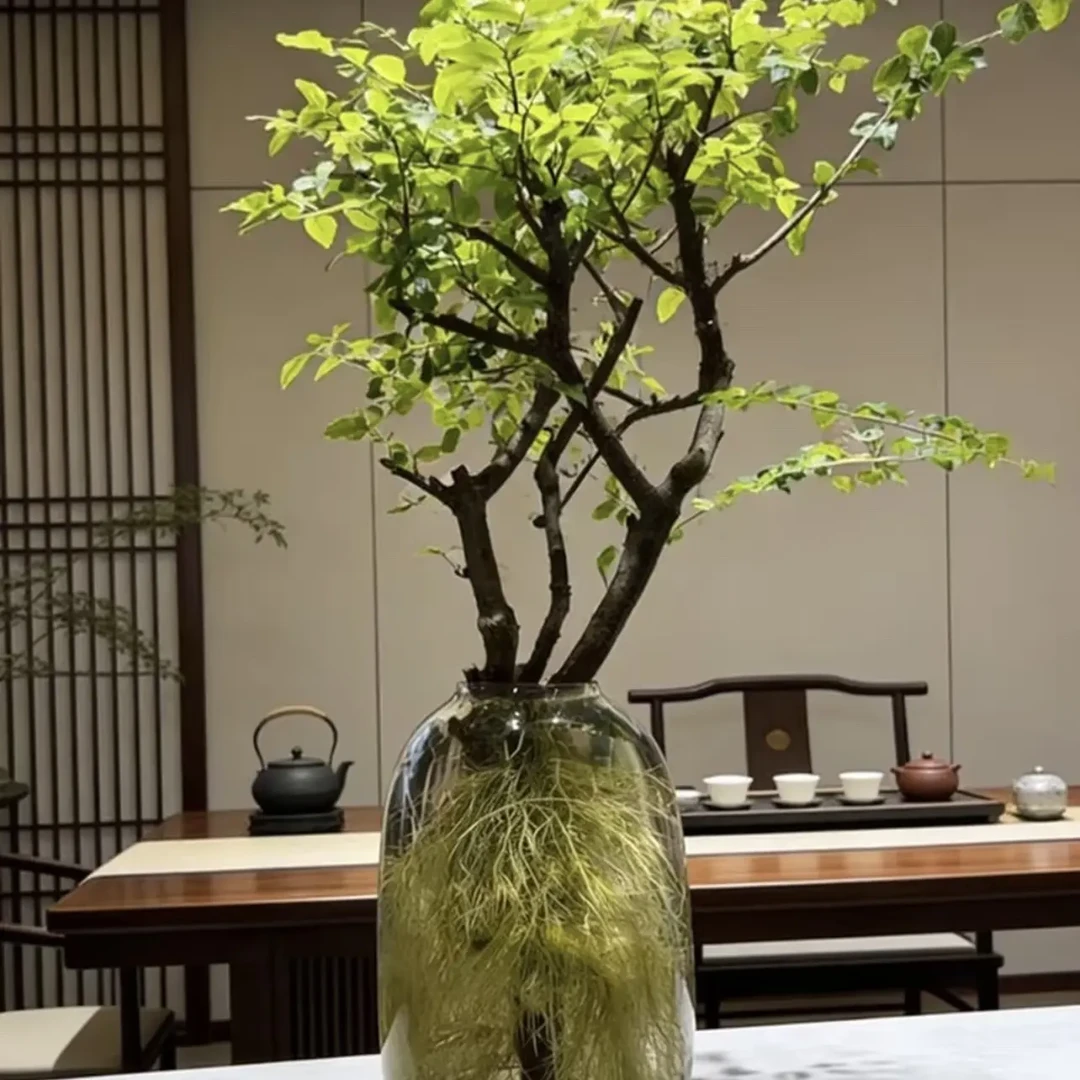 直播间一物一拍水培小叶女贞与毛叶丁香室内好养易活绿植摆件