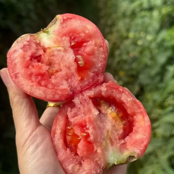 攀枝花高山沙瓤西红柿新鲜采摘酸甜多汁应季水果
