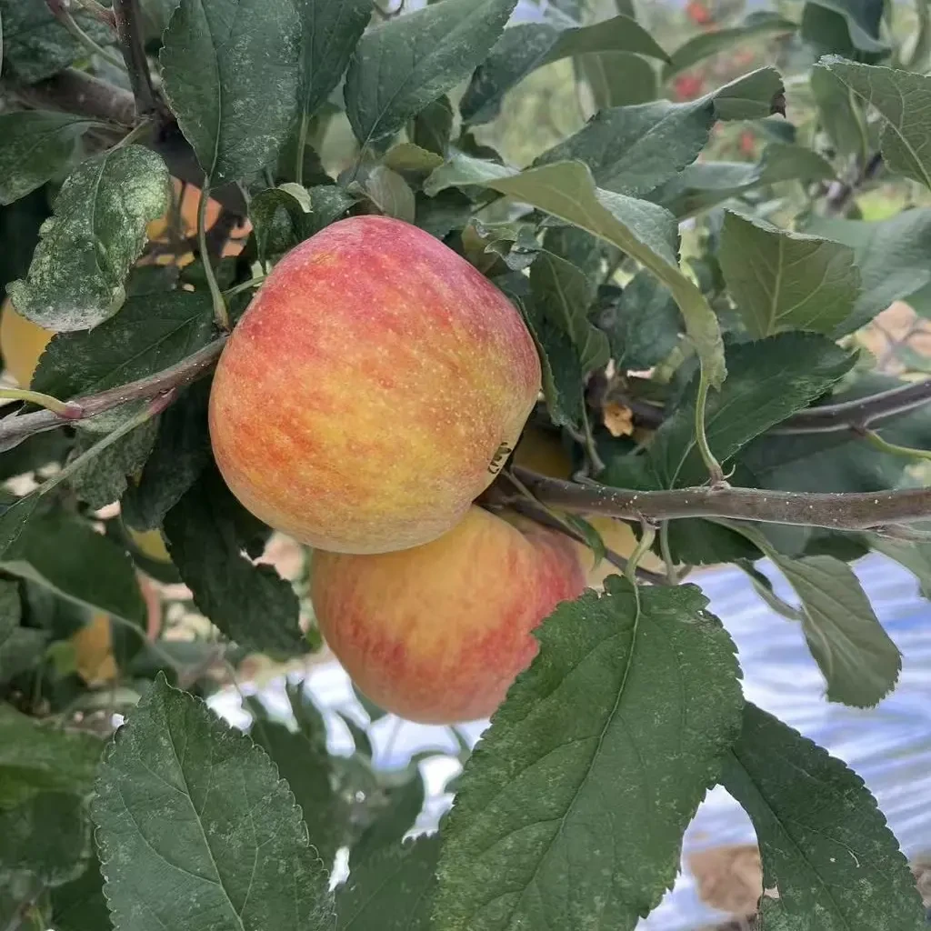 香妃苹果新鲜现摘脆甜多汁水果