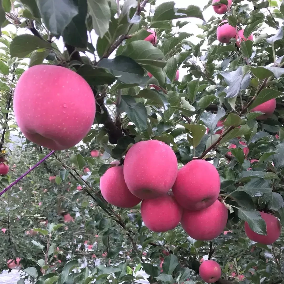 净重10斤包邮 25年精品红富士苹果产地直发