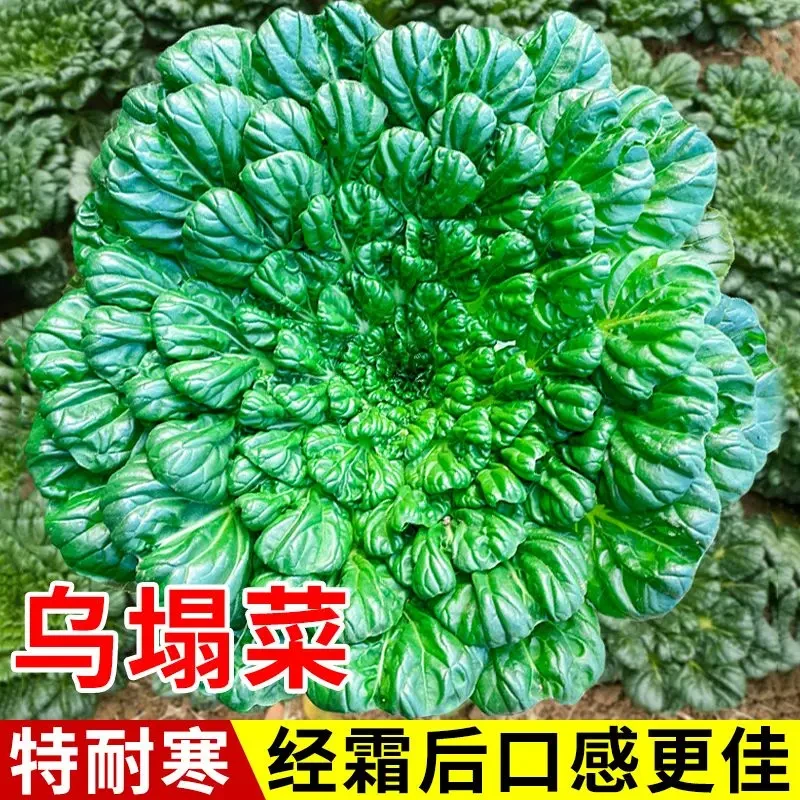 绿色乌塌菜种子易活青菜蔬菜种籽秋冬季菜籽盆栽耐耐寒秋种
