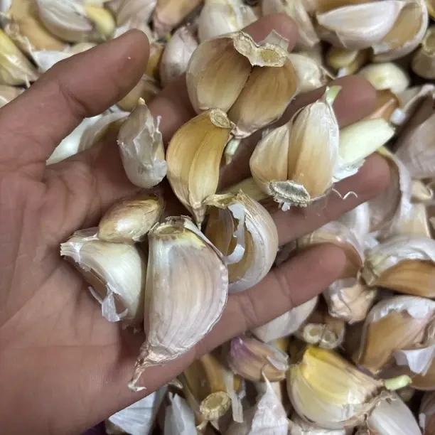 农家自种紫白皮新干大蒜瓣可吃可种（大果）