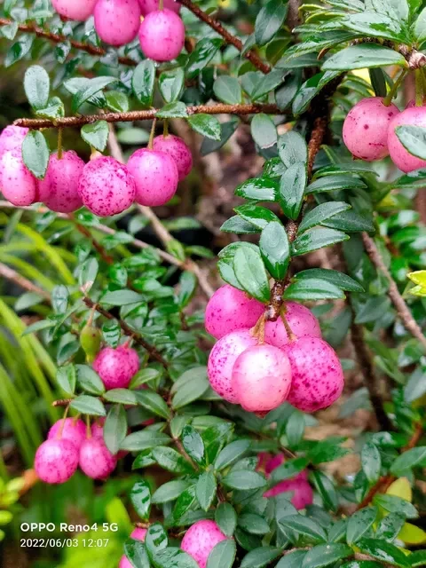 五叶红花五翅梅盆景