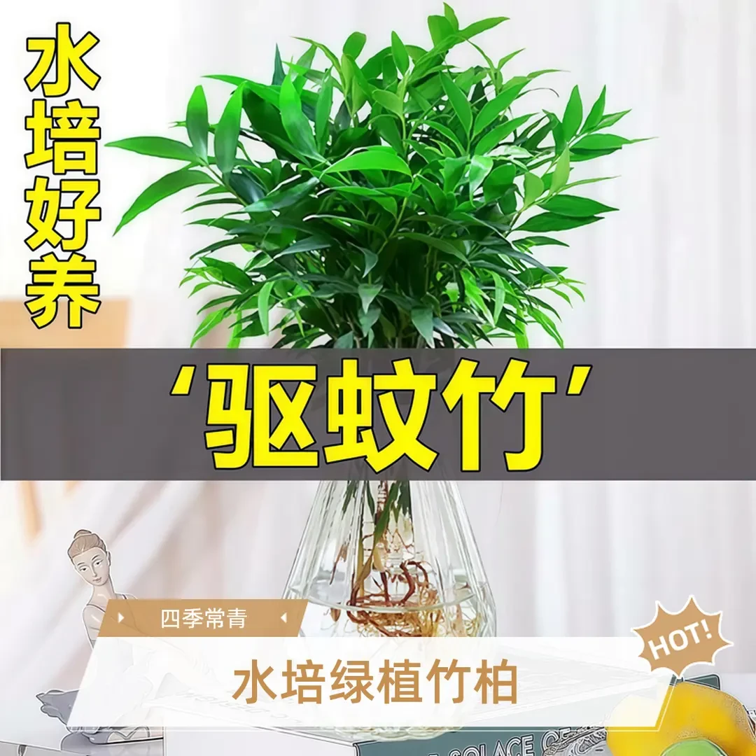 驱蚊水培植物竹柏富贵竹办公室内桌面绿植水养小盆栽花卉四季常青