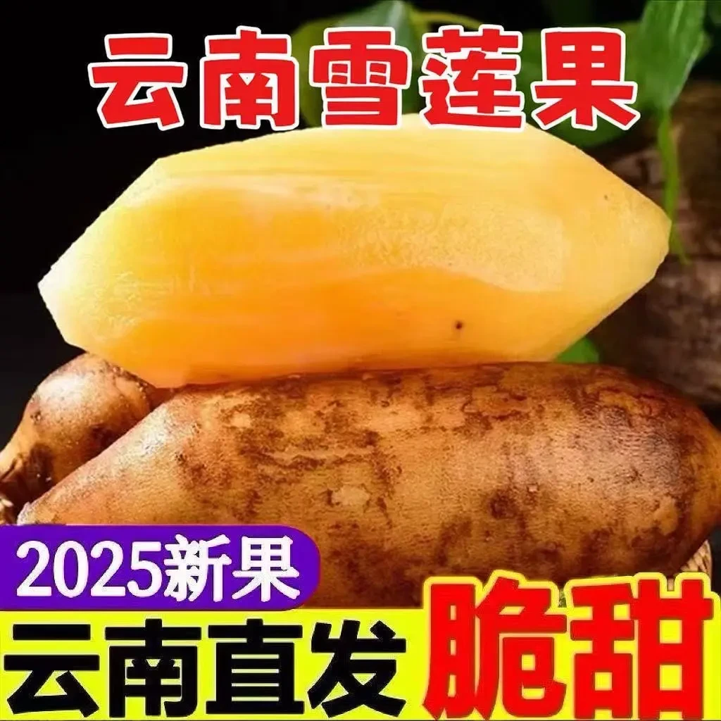 【产地直发】云南天山雪莲果应季水果甜脆多汁新鲜现挖雪莲果