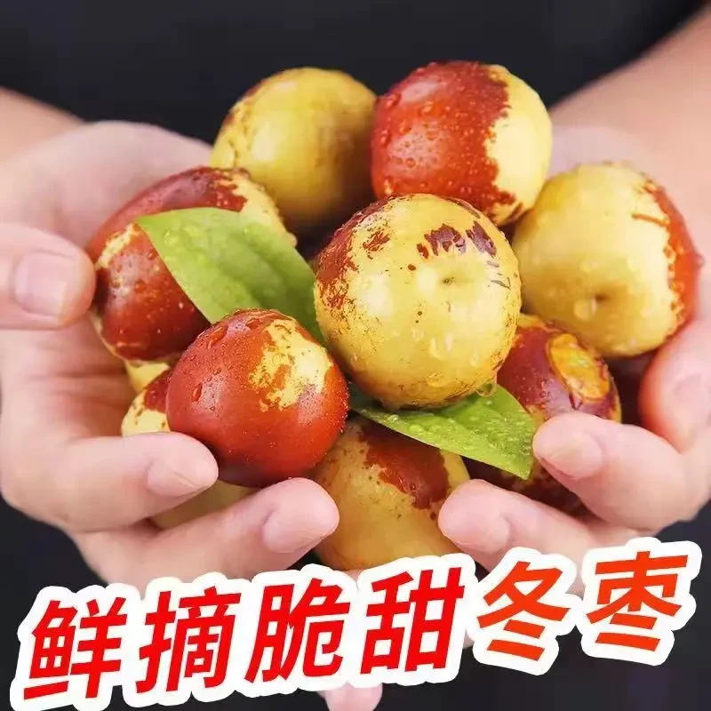 【坏果包赔】陕西大荔冬枣新鲜脆甜多汁产地发货生态皮薄鲜枣5斤