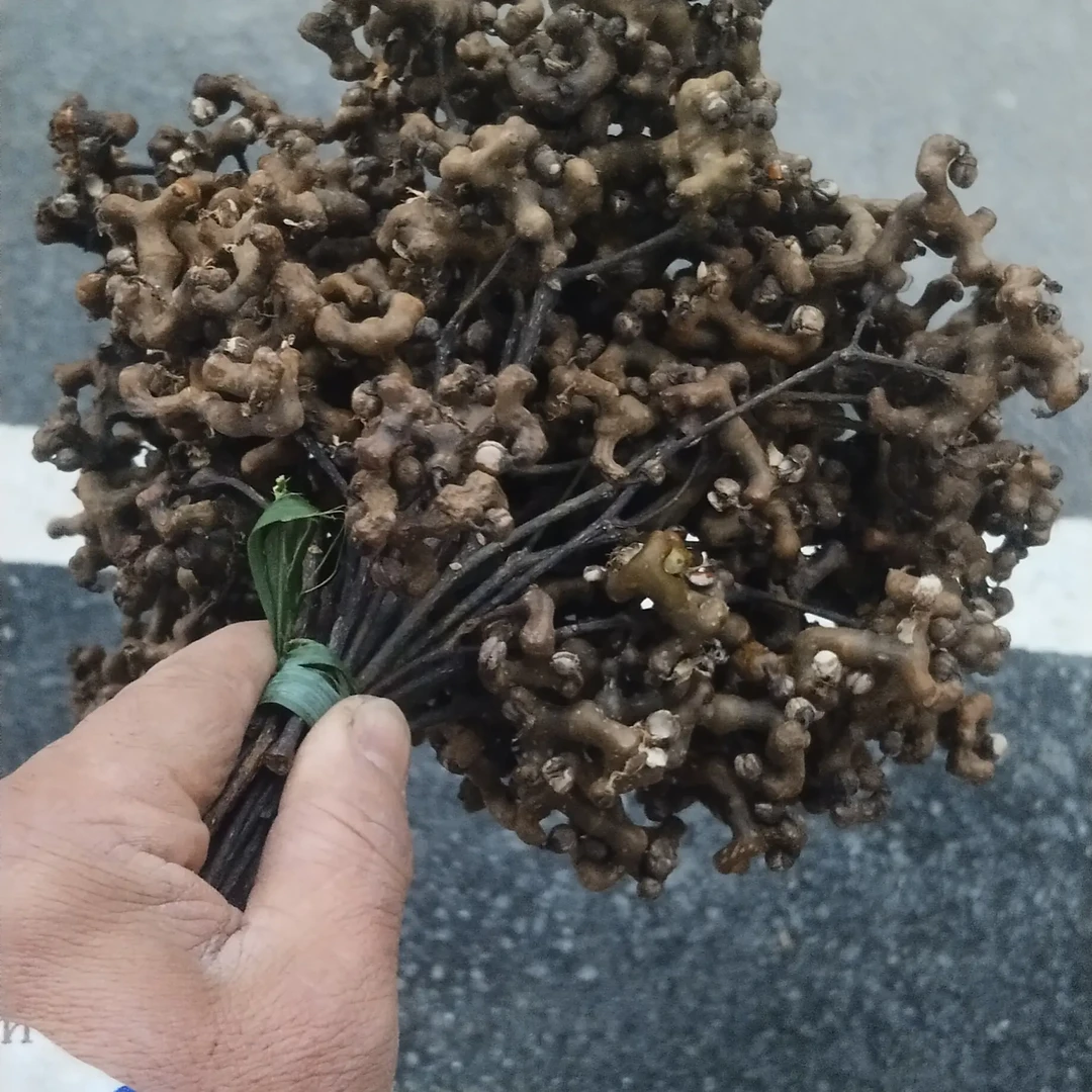 万源黄钟高山新鲜野生拐枣精品顺丰包邮