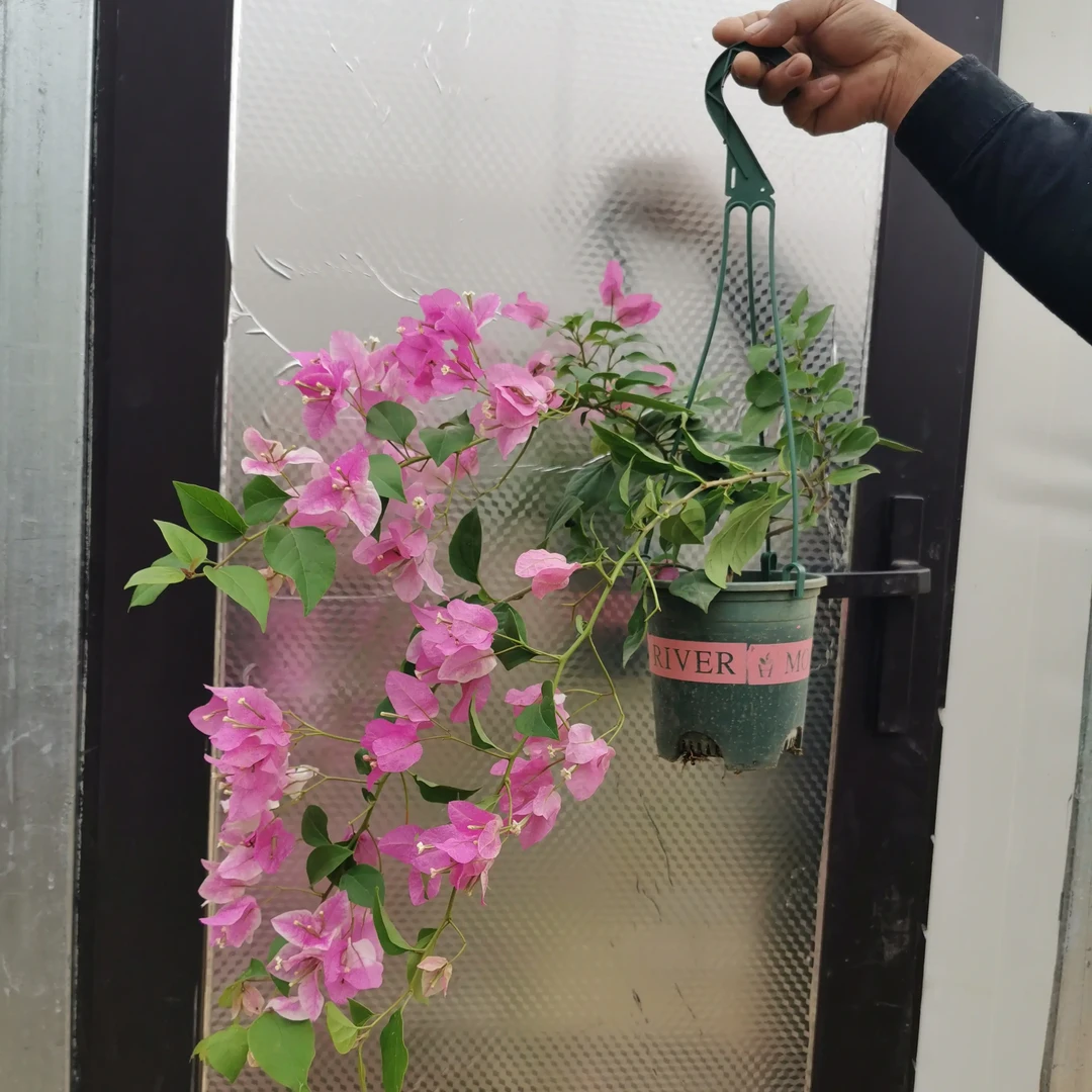 漳红樱垂丝三角梅