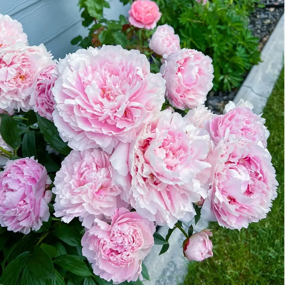 芍药花苗带芽根块重瓣四季花卉庭院种植易活多年生盆栽