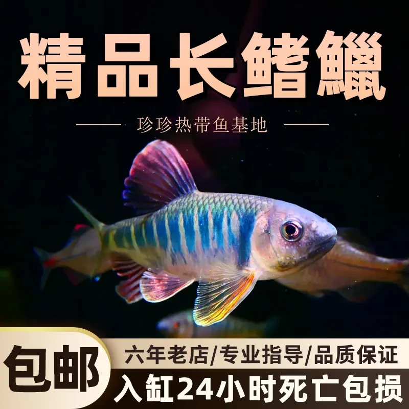 长鳍鱲宽鳍鱲原生溪流鱼好养耐活中型冷水不加温观赏鱼淡水桃花鱼
