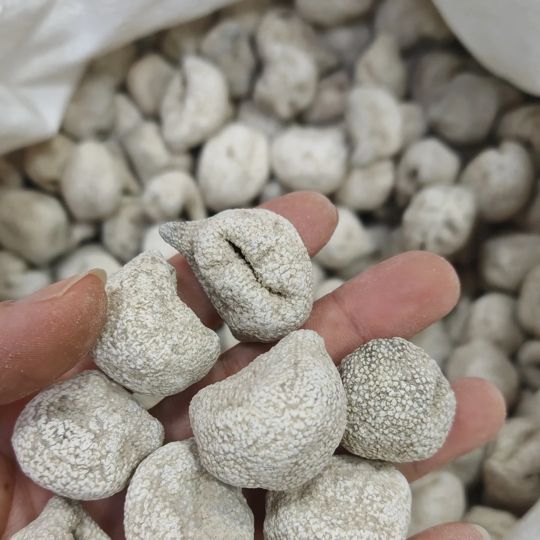 珍珠球参乌园球参淡干海参干货酒店食材水发海参广东热卖