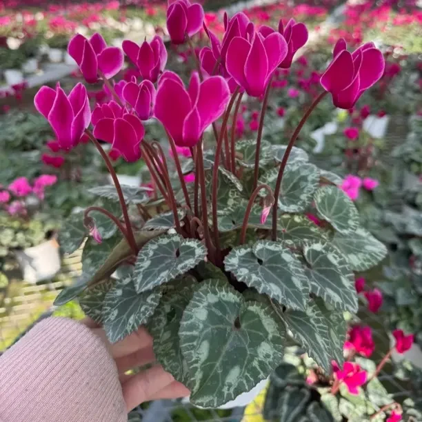 【紫色火焰】一代仙客来室内阳台好养植物盆栽