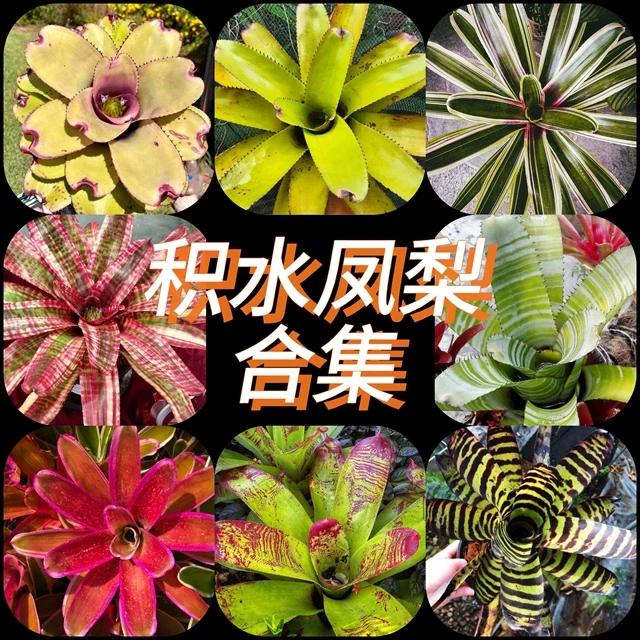 积水凤梨 bromelioideae 雨林缸雨林植物景观造景