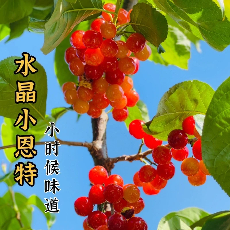 【顺丰空运】XL四川本土高山小樱桃酸甜味道250克/盒 内附果径卡
