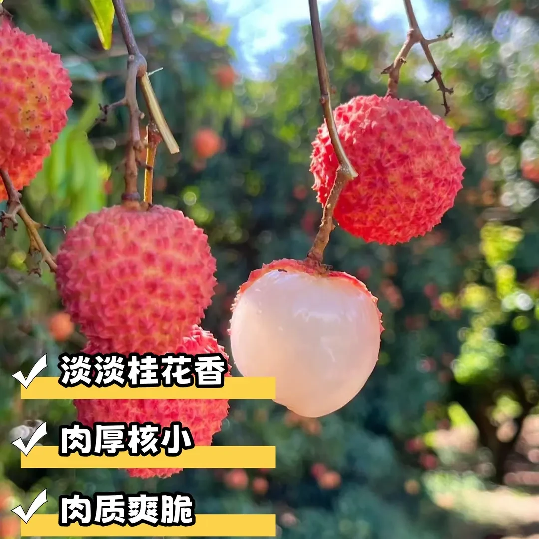 【京东空运】高州大井桂味新鲜水果 省外首选