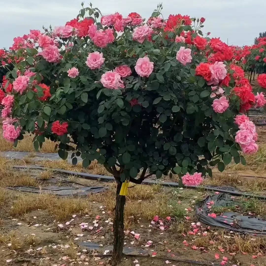 棒棒糖树桩月季阳台绿植独杆耐寒四季开花花卉