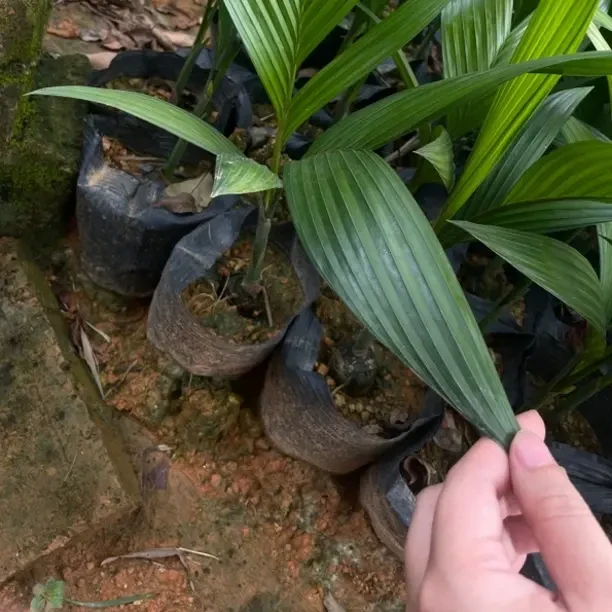 海南本地矮节苗三叶一帧好养活绿植