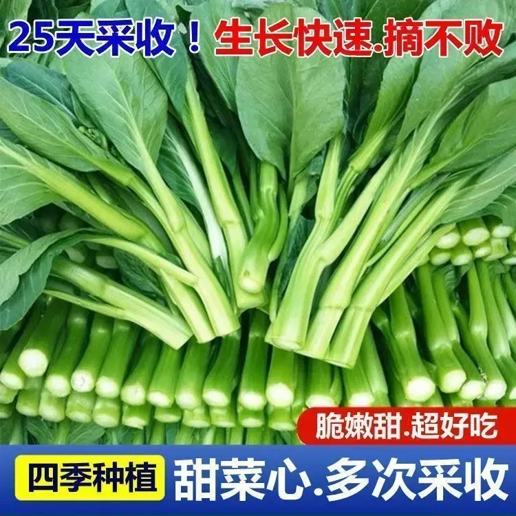 四九菜心种子25天速生甜菜心菜苔籽四季阳台盆栽耐热蔬菜种子钾肥